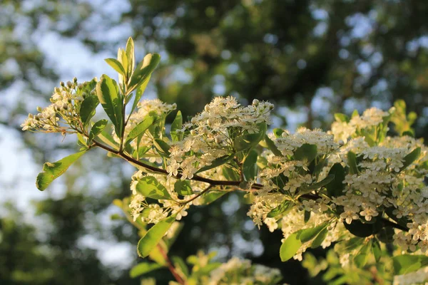 Güneş batarken çekilen beyaz Pyracantha çiçeklerine yakın çekim