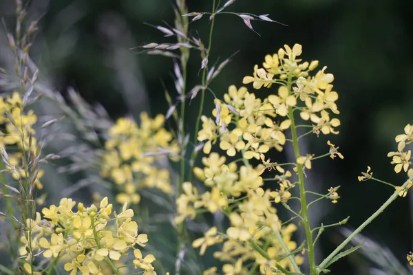 Sarı çiçekli bir kolza tohumu bitkisinin seçici odağı