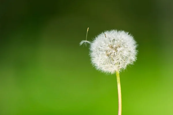 Primer Plano Diente León Blanco Esponjoso Aislado Sobre Fondo Verde — Foto de Stock