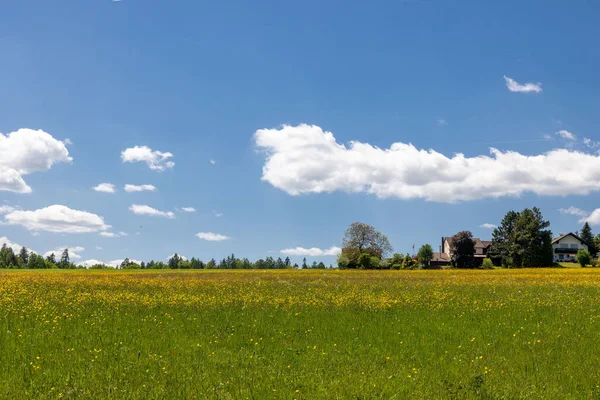 Mavi gökyüzünün altındaki konut evlerinin arka planında kolza tohumu tarlası manzarası