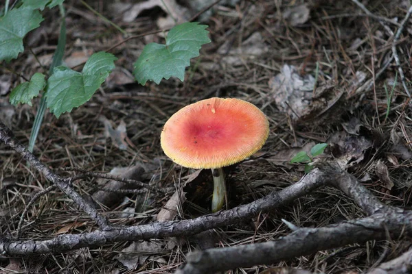 Bir russula mantarının yakın plan çekimi ormandaki kuru çimlerin arasında büyüyor.