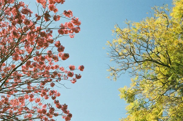 一片粉色樱桃树枝叶的美丽照片 还有一片蓝天的绿叶树 — 图库照片