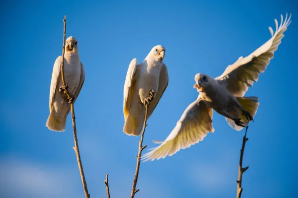 Three Beautiful White Corella Birds Perched Twigs Blue Sky Sunny — Stock Photo, Image