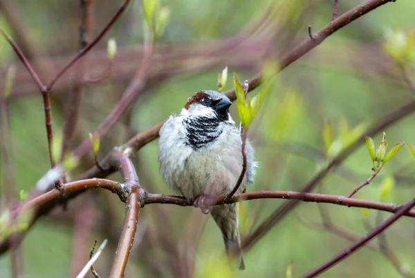 Gorodnya Nehri yakınlarındaki bir parkta ağaca tünemiş bir ev serçesinin yakın çekimi, Moskova, Rusya