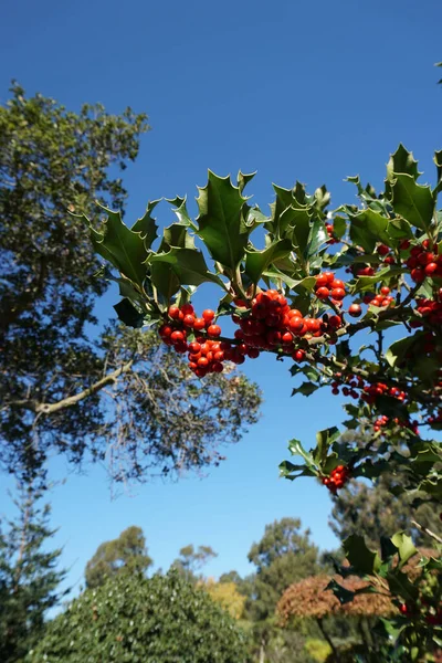 Plan Vertical Groseilles Rouges Croissance Sur Les Arbres — Photo