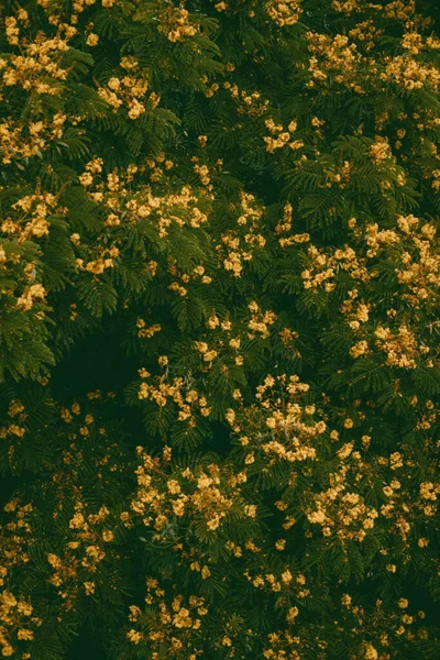 Beautiful Flowers Growing Field Sunny Day — Stock Photo, Image