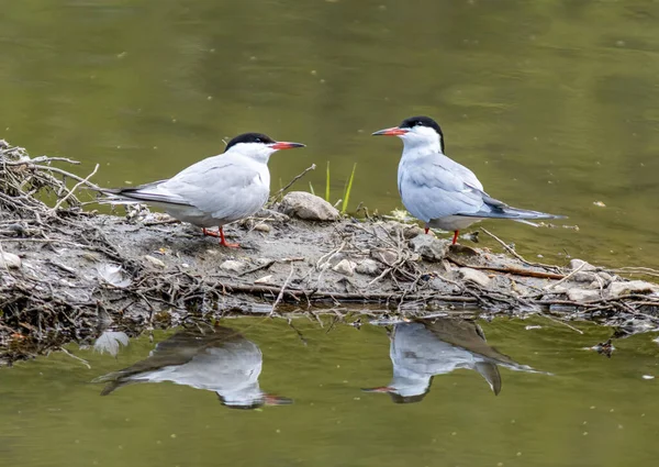 Belo Tiro Dois Pássaros Tern Comum Junto Com Reflexão Água — Fotografia de Stock