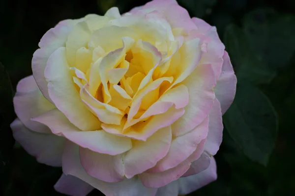 Nahaufnahme Einer Rosa Gloria Dei Blume Einem Park — Stockfoto