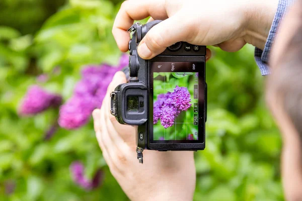 Arboretum of Csacs, Zalaegerszeg, Macaristan 'da leylak çiçeklerini fotoğraflayan bir adamın yakın çekimi.