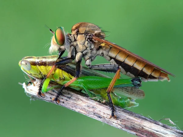 Hırsız sinekleri bir tür yırtıcı böcektir.