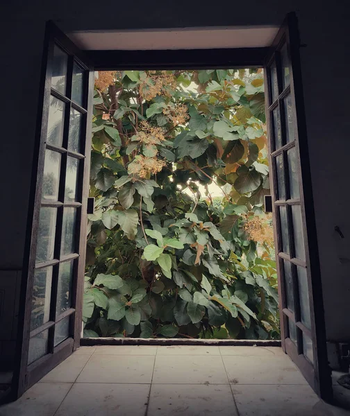 Pencereden yeşillik ve ağaçların görünümü