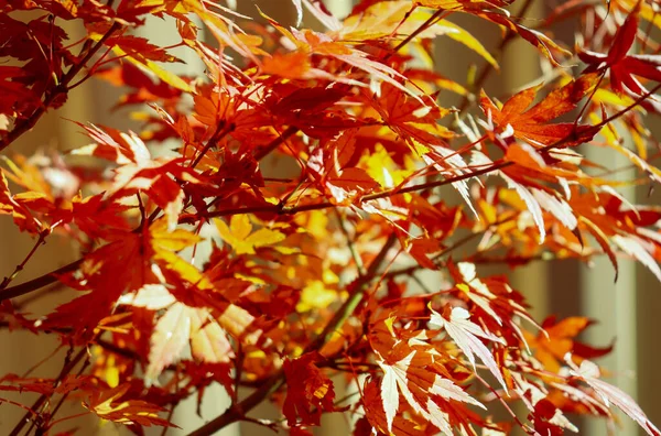 秋の紅葉の終わり庭の木に紅葉 — ストック写真