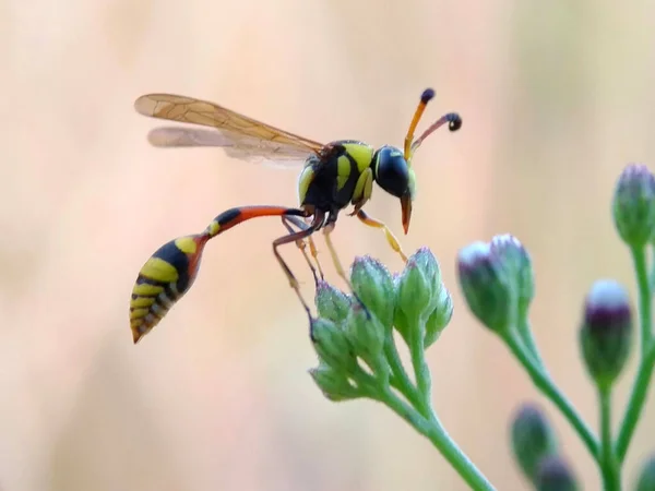 Tirei Esta Foto Usando Uma Câmera Celular Adicionei Uma Lente — Fotografia de Stock