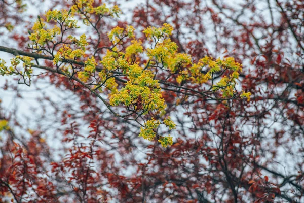 Maple Blossom Green Red New Leaves Blue Sky — Stock Photo, Image