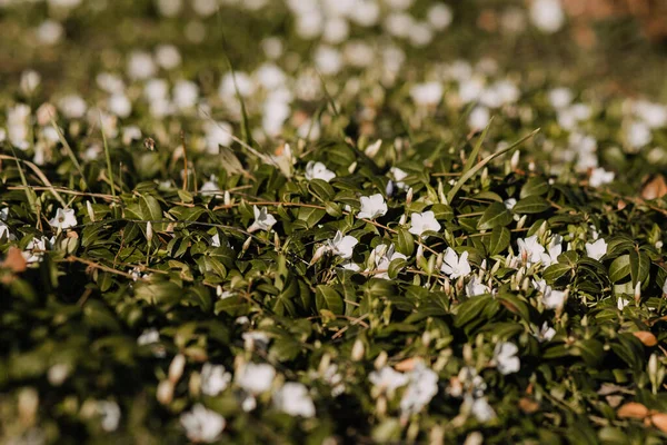 緑のグレードは ぼやけた背景に白い繊細な花で覆われています — ストック写真