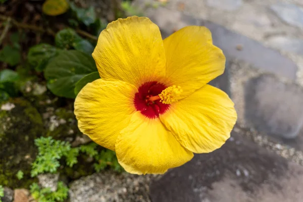 Een Closeup Van Een Gele Hibiscus Bloem — Stockfoto