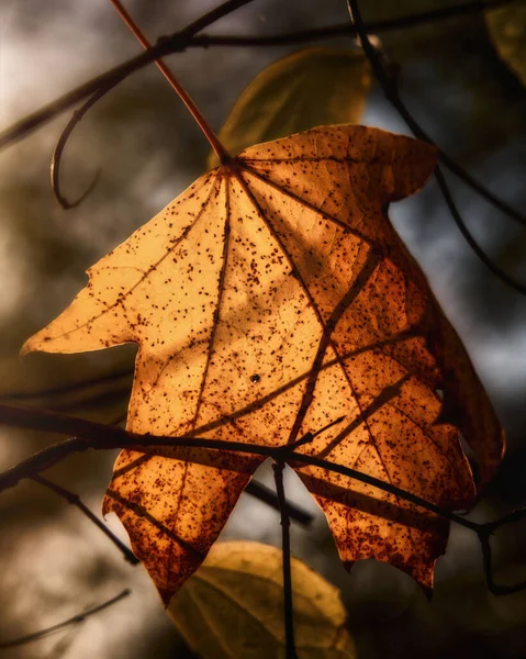 Vertical Closeup Orange Autumn Maple Leaf Sunlight Shallow Focus — Stock Photo, Image