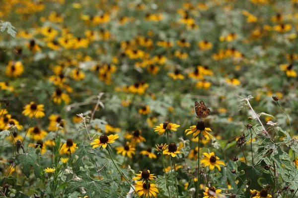 Bahar ya da yaz aylarında güzel görünen yeşil bir tarlanın ortasında Rudbeckia çiçeklerinin yakın çekimi.