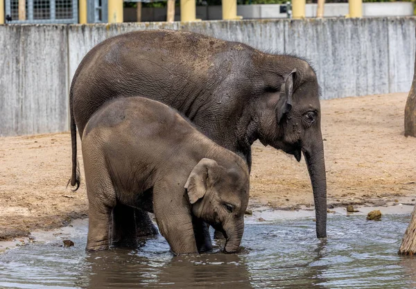 Beautiful Shot Mother Baby Elephants Drinking Water Pond Zoo — Stock Photo, Image