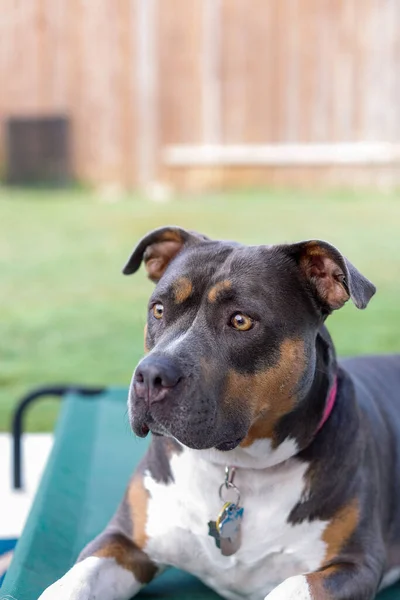 Een Portret Van Amerikaanse Staffordshire Terrier Zittend Tuin — Stockfoto