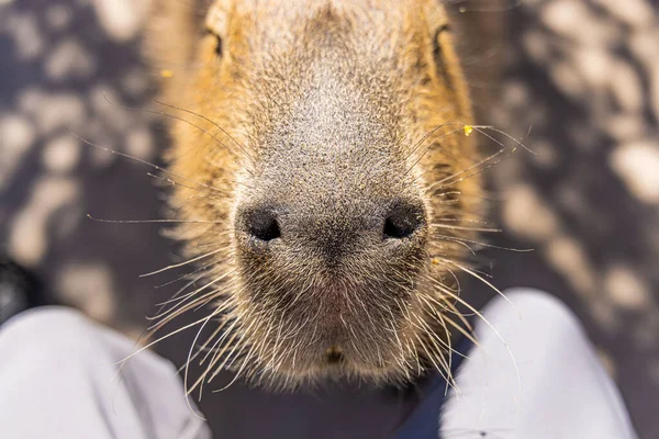 Capybara Hydrochoerus Hydrochaeris Zoo Arizona Usa — Stock Photo, Image