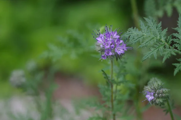 Närbild Phacelia Växt Som Växer Trädgård Suddig Bakgrund — Stockfoto