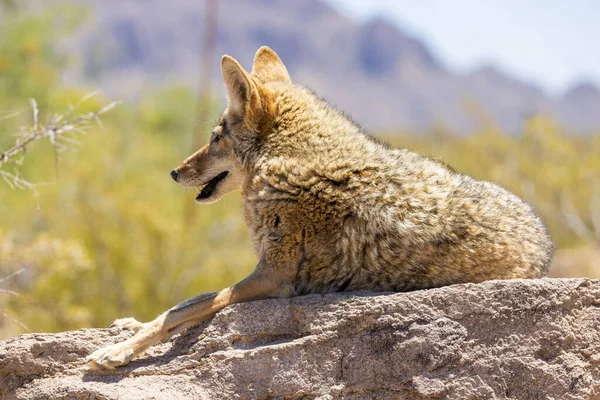 Een Close Van Een Coyote Onder Het Zonlicht — Stockfoto