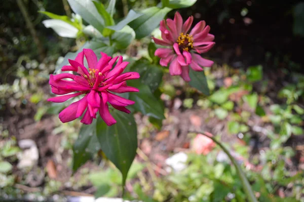 Blütenpracht Garten Mittag — Stockfoto