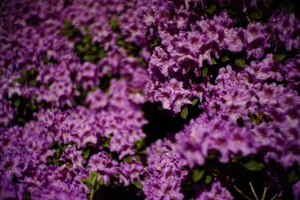 Beau Cliché Fleurs Roses Violettes — Photo