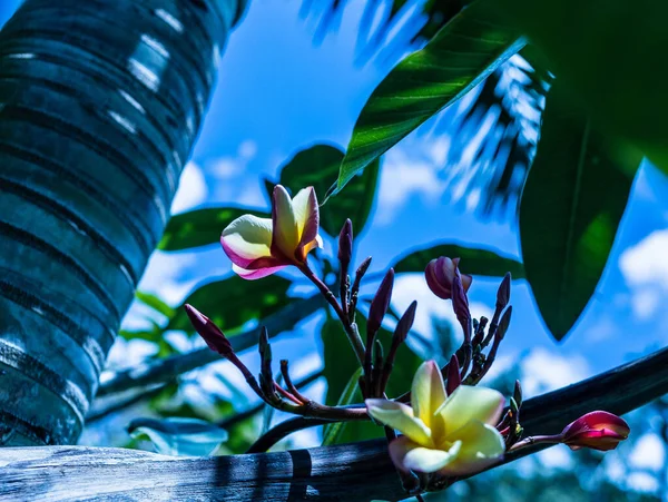 Gros Plan Fleurs Plumeria Frangipani Fleurissant Sur Branche Palmier Tropical — Photo