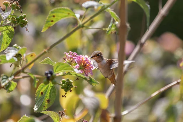 Een Schilderachtig Uitzicht Een Kleine Kolibrie Vliegen Buurt Van Bloemen — Stockfoto