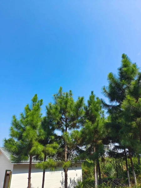 Tiro Vertical Pinos Contra Cielo Azul — Foto de Stock