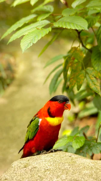 Disparo Vertical Lindo Loro Chupador Miel — Foto de Stock