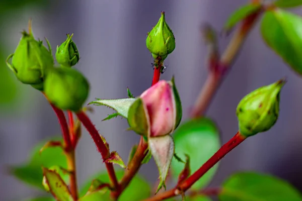 Roze Rozenknoppen Tuin — Stockfoto