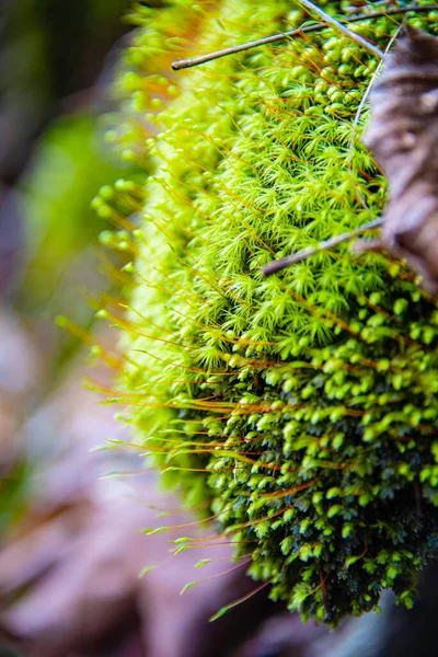 İlkbaharda ormanda yetişen yeşil elma yosunlarının dikey görüntüsü.