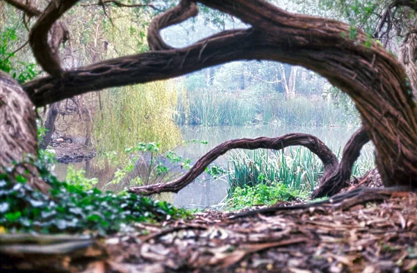 A beautiful shot of a lake under a huge tree bark