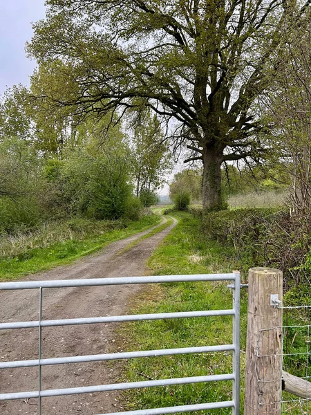 Metal bir çit ve çimen arazisinin dikey görüntüsü ve mavi bulutlu bir gökyüzüne bakan bir ağaç.