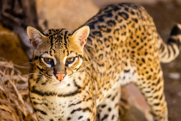 Primer Plano Ocelot Luz Del Día —  Fotos de Stock