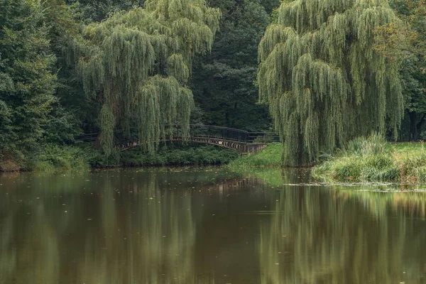 Mistik Yeşil Bir Ormanda Güzel Bir Köprü — Stok fotoğraf