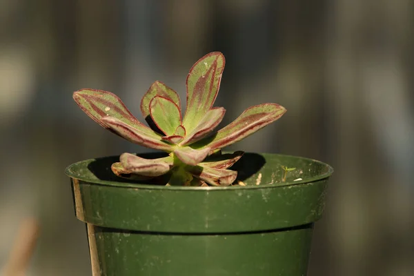 Een Closeup Van Een Prachtige Huiselijke Plant Een Pot — Stockfoto