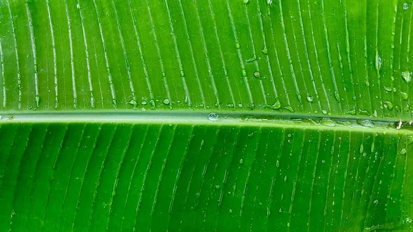 Eine Großaufnahme Eines Bananenblattes Mit Wassertropfen — Stockfoto