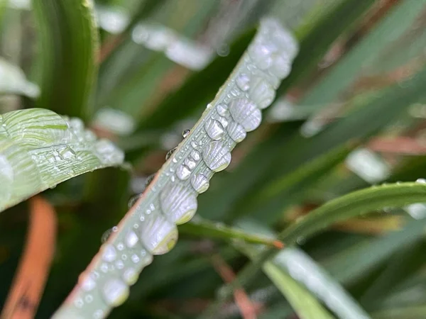 Closeup Orvalho Uma Folha Longa Planta Fundo Borrado — Fotografia de Stock