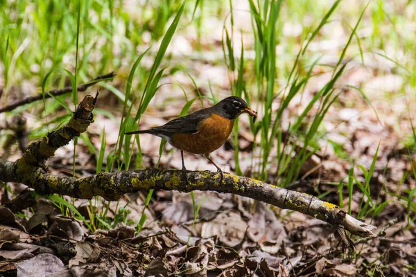 Gagasında solucan olan bir dala tünemiş bir bülbül.