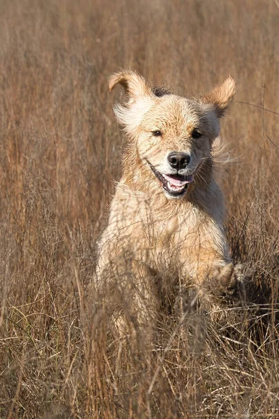 Een Prachtig Shot Van Golden Retriever Een Gras — Stockfoto