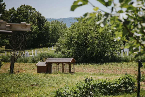Güneşli bir günde yeşil bir tarlanın güzel bir görüntüsü.