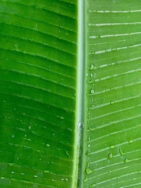 Primer Plano Una Hoja Plátano Con Gotitas Agua —  Fotos de Stock