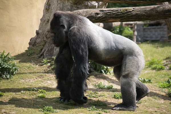 Beau Cliché Gorille Argenté Mâle Marchant Sur Herbe Dans Son — Photo