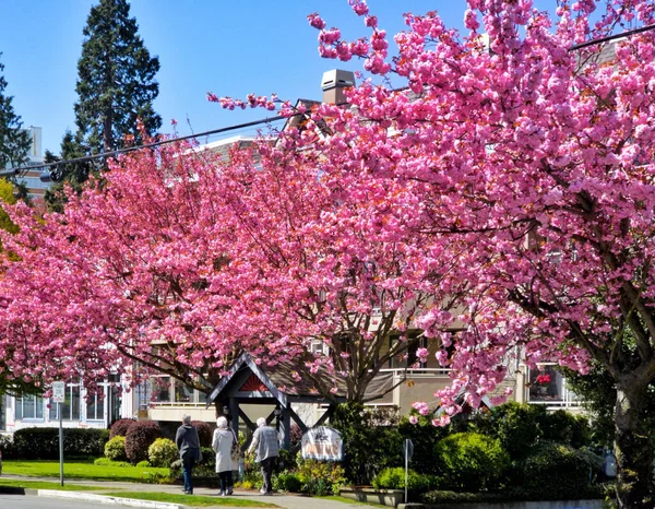 Una Hermosa Toma Árbol Sakura Florecido Sobre Camino — Foto de Stock