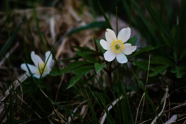 Een Prachtig Shot Van Witte Bloemen Bloeiende Tussen Gras Tuin — Stockfoto