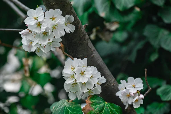 Gros Plan Belles Fleurs Cerisier Blanc Cultivées Dans Jardin Printemps — Photo